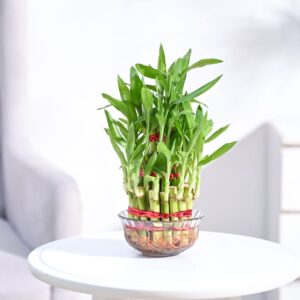 Lucky bamboo indoor plant under ₹1000 in glass pot